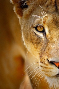 Lioness