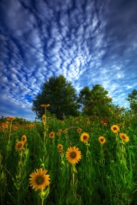 Sunflowers